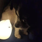 Mini Popular Cat Baby Night Lamp 7-color Pat Touch Color-changing Eye Protection Bedroom Bedside Night Light Gift Children